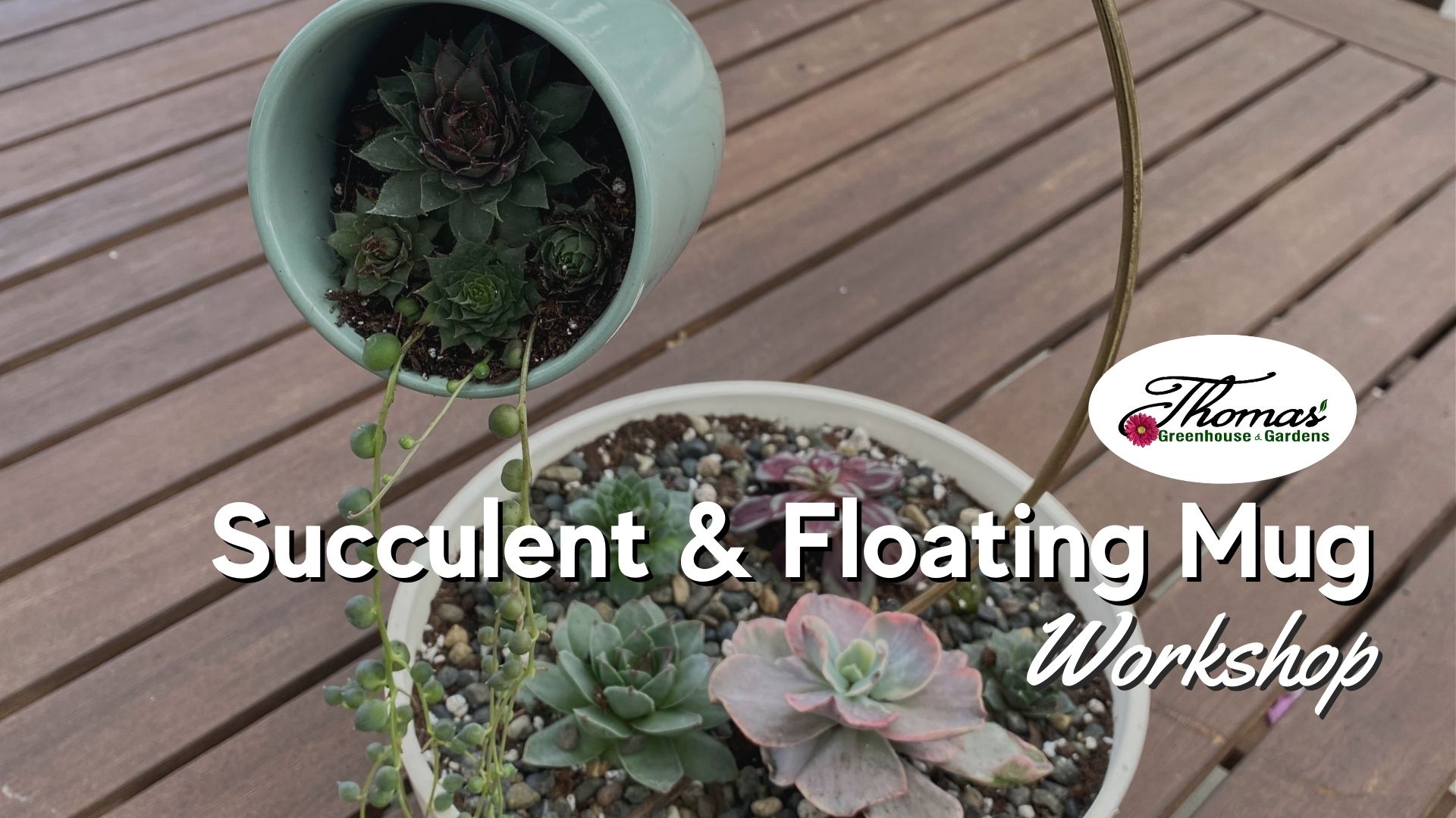 A promotional image for Thomas' Greenhouse & Gardens' "Succulent & Floating Mug Workshop." The image features a creative planter design where a mint-green mug appears to be floating, spilling out cascading succulents into a larger pot filled with a variety of succulents and decorative pebbles. The background shows a wooden surface. The business logo is positioned in the upper right corner, with the workshop title in bold white text across the bottom.