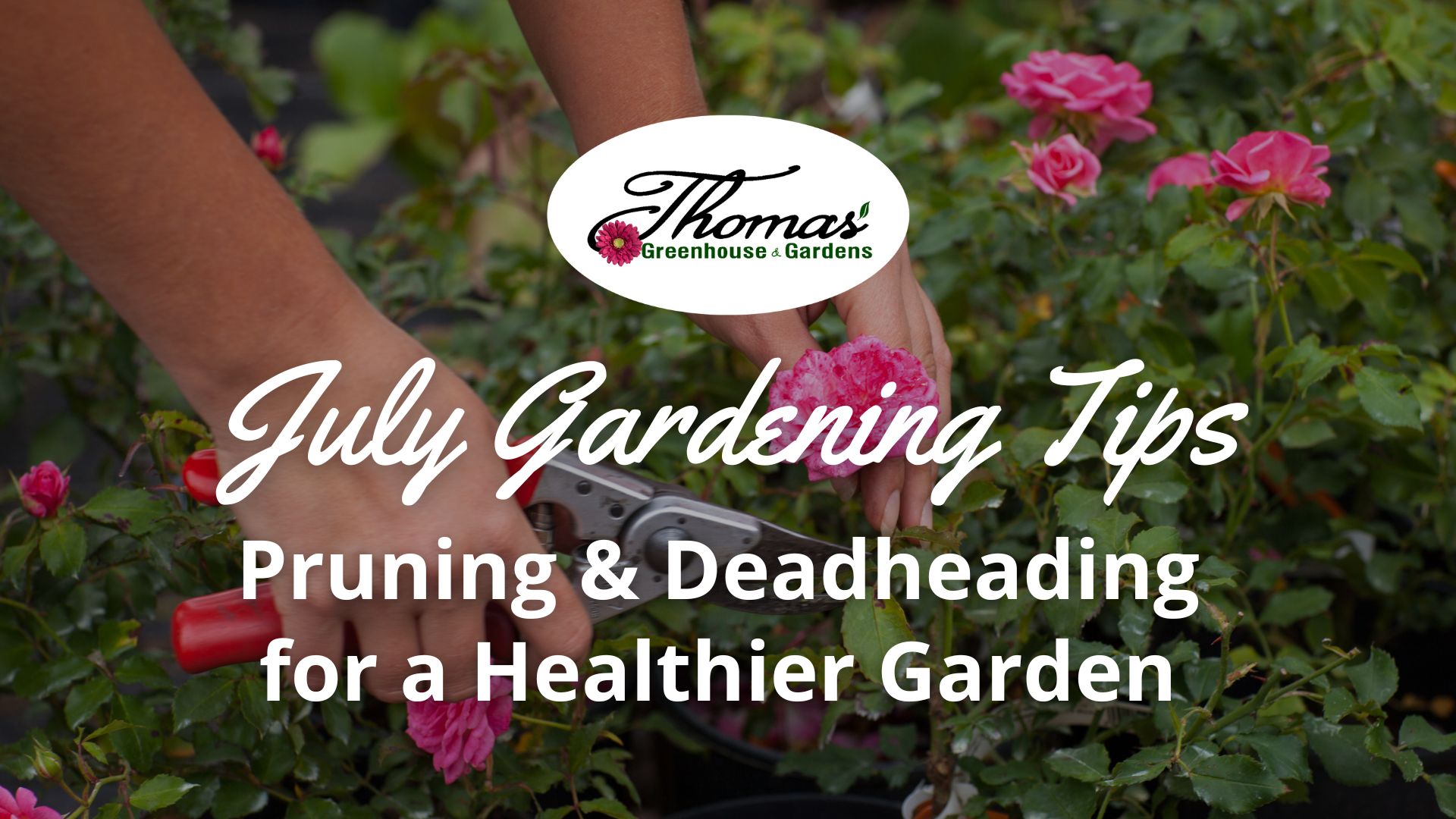 Hands using pruning shears to deadhead pink roses with text ‘July Gardening Tips: Pruning and Deadheading for a Healthier Garden’ for Thomas Greenhouse & Gardens.