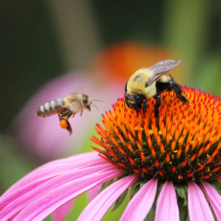 A bee and a honeybee pollinating a purple coneflower. Thomas Greenhouse & Gardens in Mukwonago, Wisconsin.