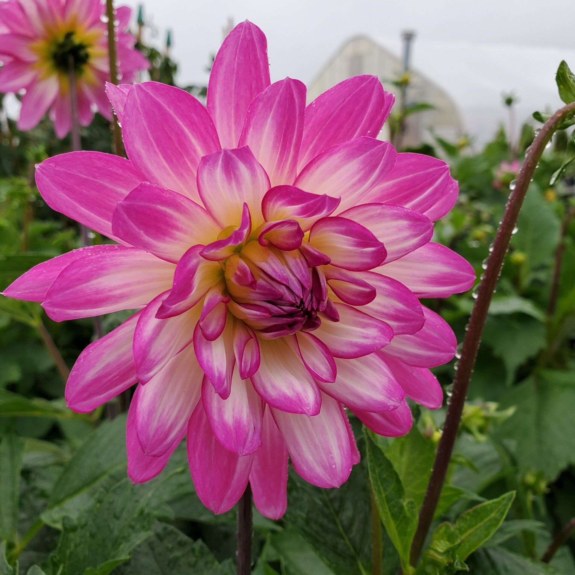 Pink and white dahlia flower in full bloom at Thomas Greenhouse & Gardens, Mukwonago, Wisconsin.