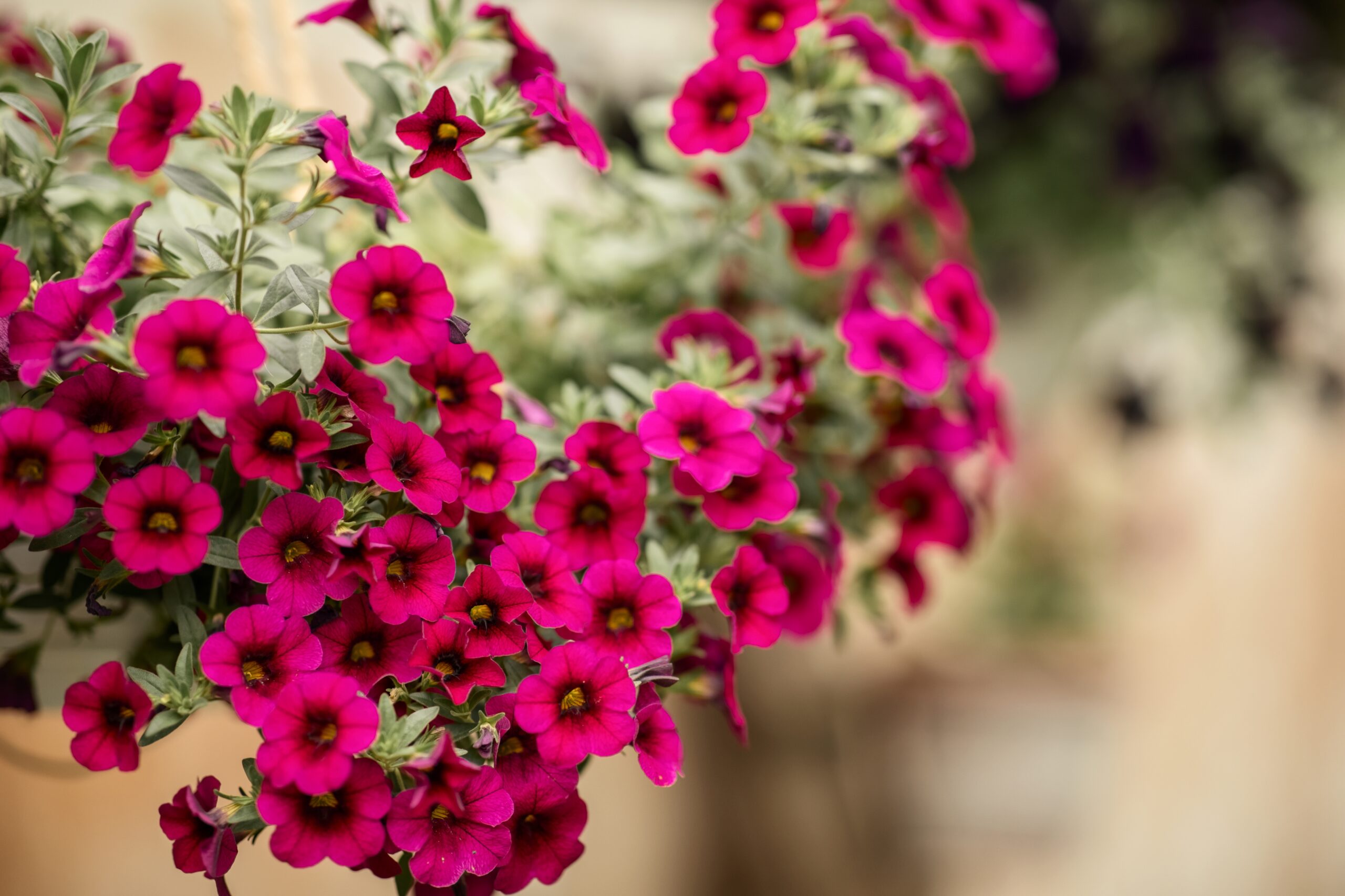 Close-up of vibrant magenta petunia flowers overflowing from a hanging basket in a garden setting.